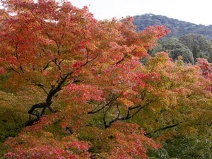 この画像には alt 属性が指定されておらず、ファイル名は 紅葉2-min.jpg です