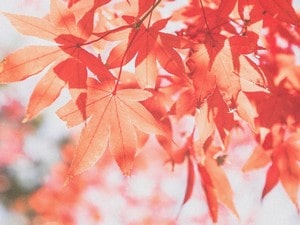 この画像には alt 属性が指定されておらず、ファイル名は 紅葉3-min.jpg です