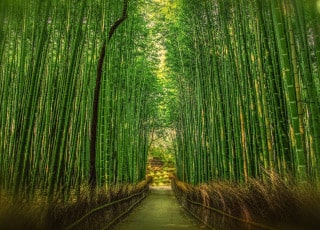 Arashiyama1