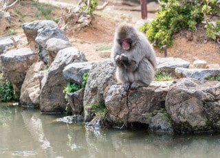 Arashiyama2